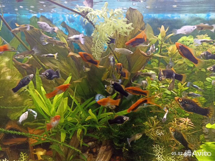 Аквариумные рыбки