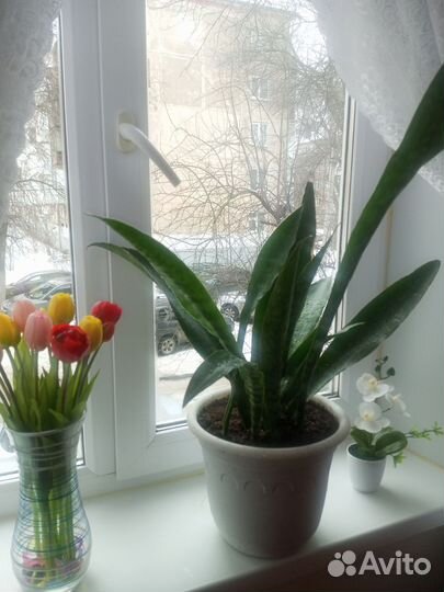 Сансевиерия дракон