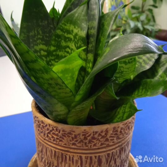 Комнатные домашние растения