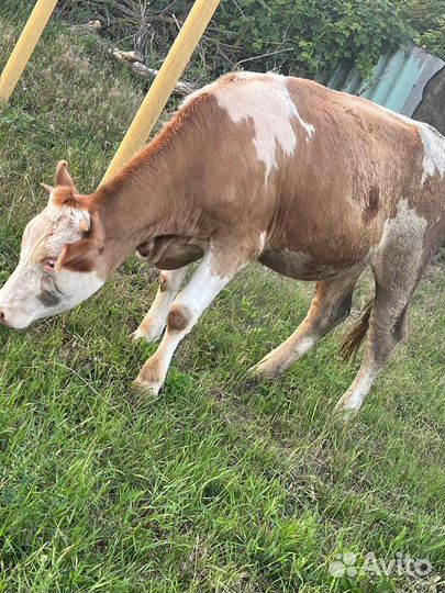 Тёлка.Корова