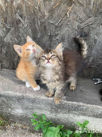 Кошка в дар