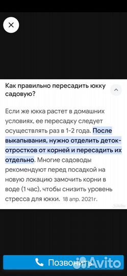 Юкка садовая