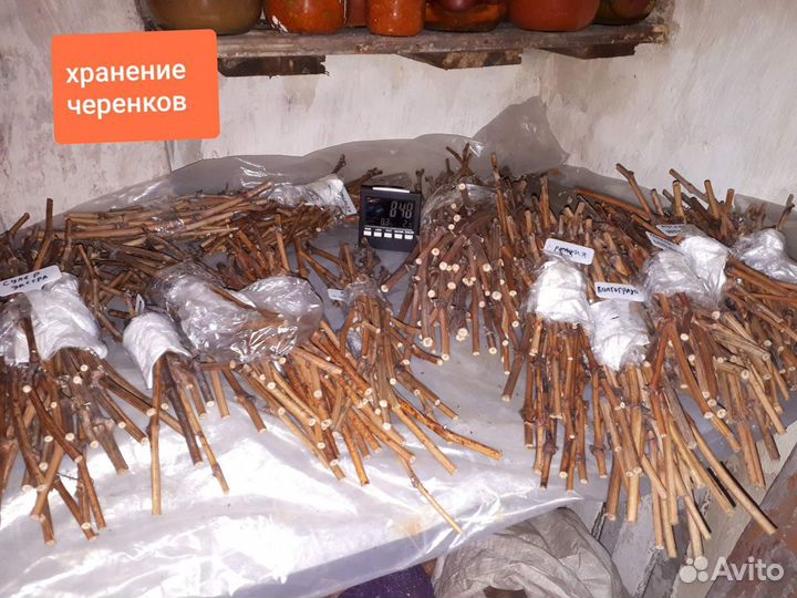 Черенки винограда