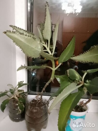 Каланхоэ живородящий лечебный