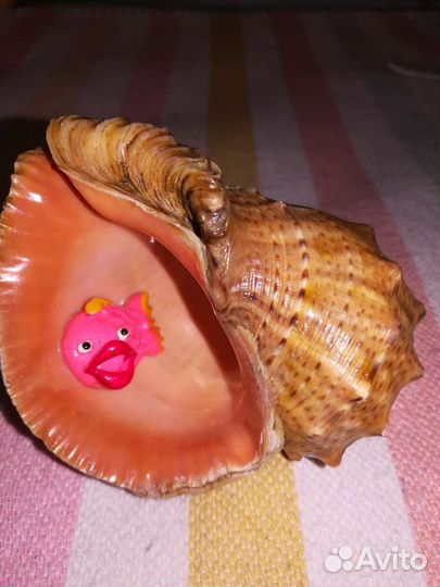 Ракушка морская большая