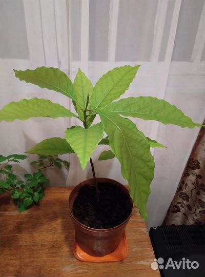 Авокадо дерево