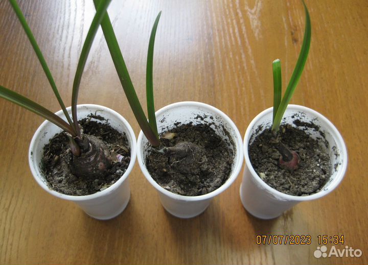 Комнатные цветы, зефирантес