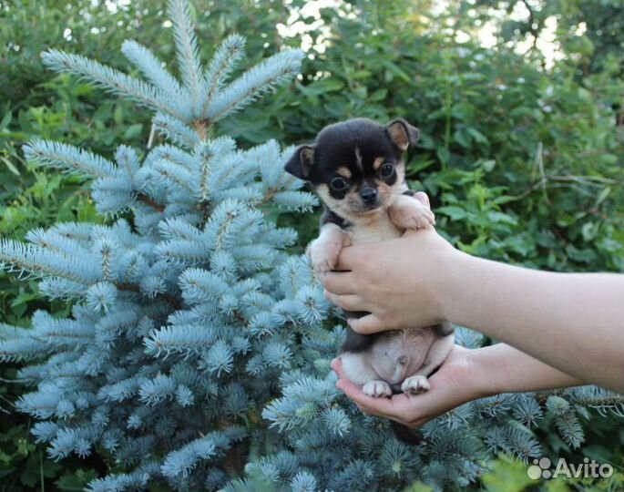 Щенки чихуахуа