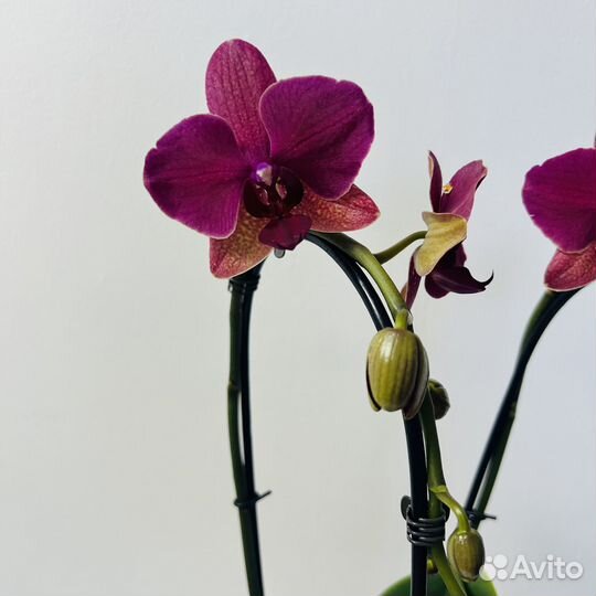 Орхидея фаленопсис 2 стрелы Каскад
