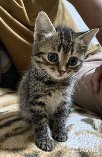 Котенок(кошка) в добрые руки