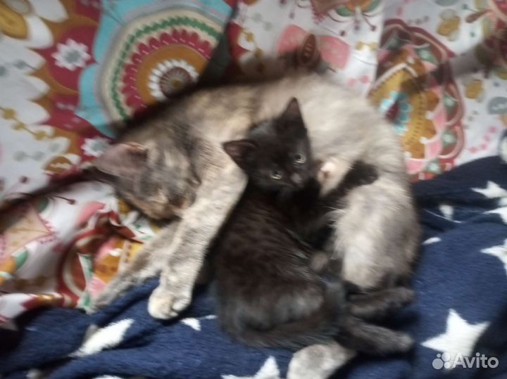 Котята в дар