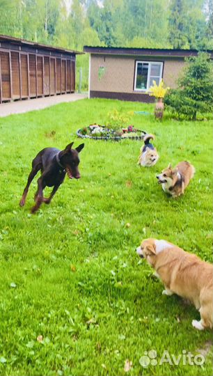 Отель для собак