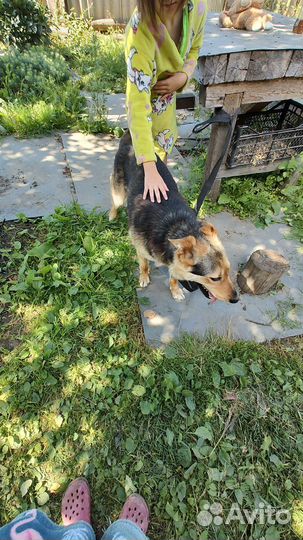 Собака в добрые руки отдам бесплатно