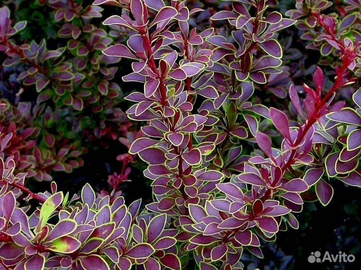 Барбарис тунберга Голден Ринг