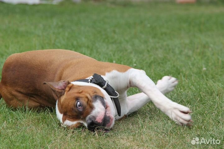 Зоогостиница 