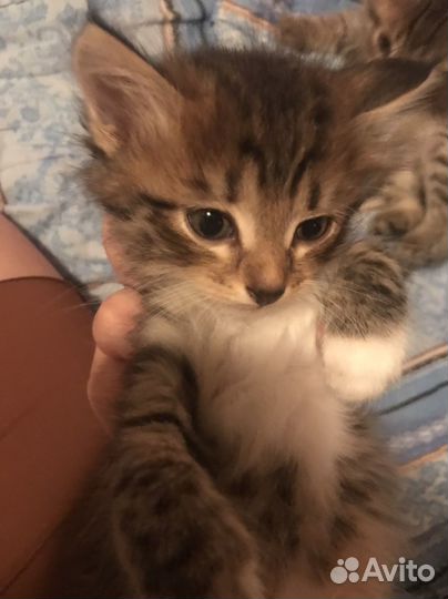 Коты
