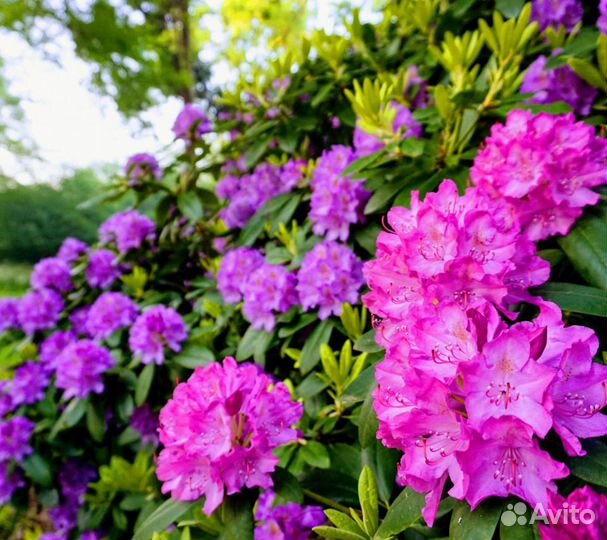 Рододендрон в ассортименте
