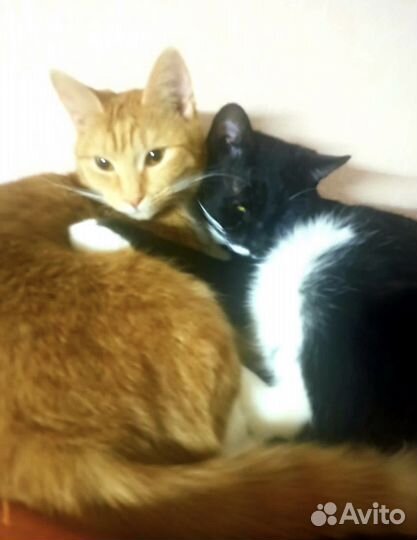 Спасеныши в поисках любящей семьи