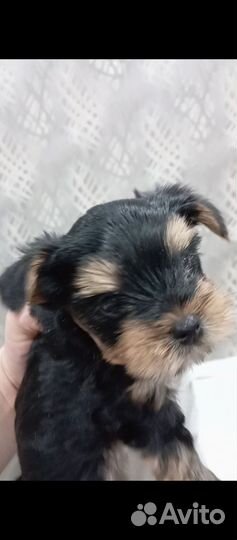 Йоркширский терьер