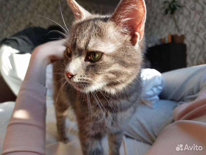 Кошки бесплатно