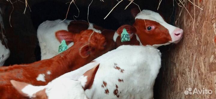 Телята. Доставка