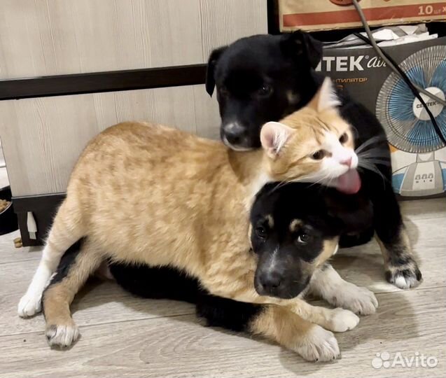 Щенок девочка 2,5 месяца