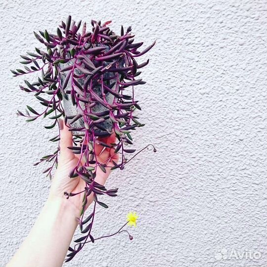 Набор суккулентов для размножения 8 шт