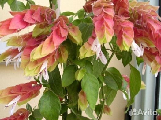 Комнатные цветы