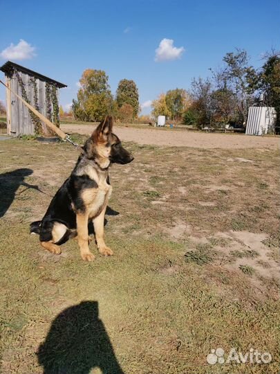 Щенки немецкой овчарки