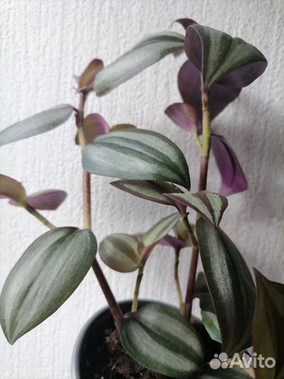 Традесканция Зебрина Silver Ledy кустики