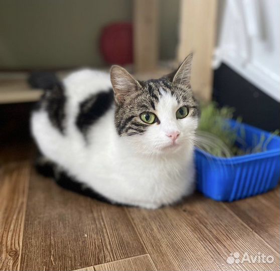 Кошка ищет дом