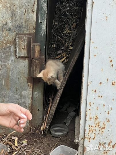 Рыжий котенок в добрые руки
