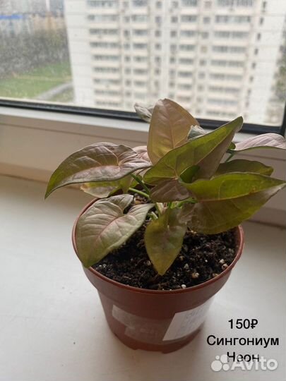 Комнатные растения