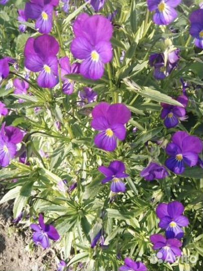 Анютины глазки,ромашка,флоксы и т.д