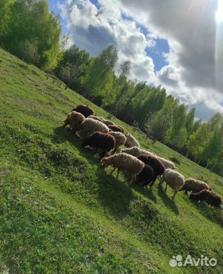 Овцы на Курбан