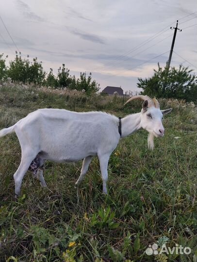 Зааненская дойная коза