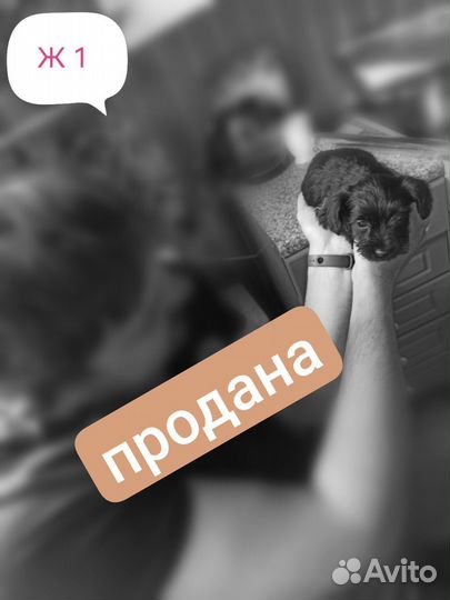 Цвергшнауцер щенок