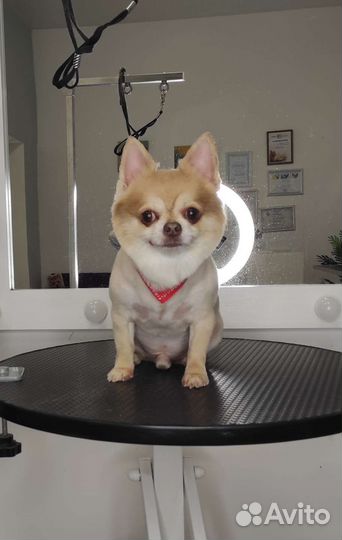 Груминг грумер стрижка собак