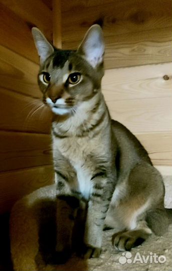 Каракет котята