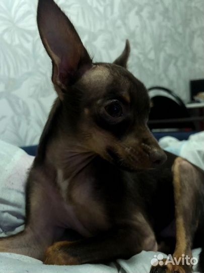 Вязка Русский той-терьер