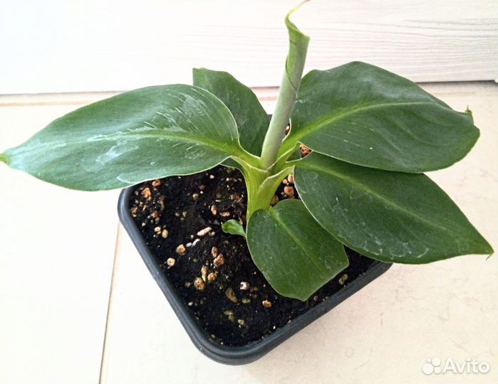 Банан Киевский карлик, Ананас Амиго