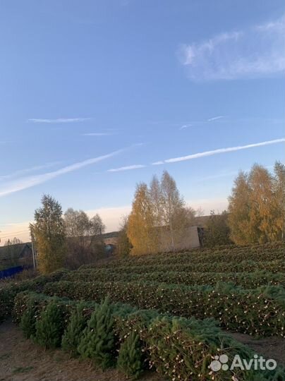 Елка новогодняя