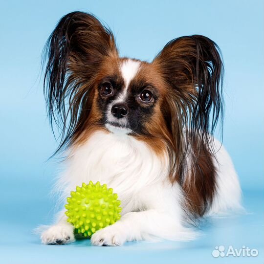 Папийона щенки