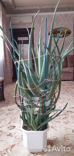 Алоэ 8ми летний