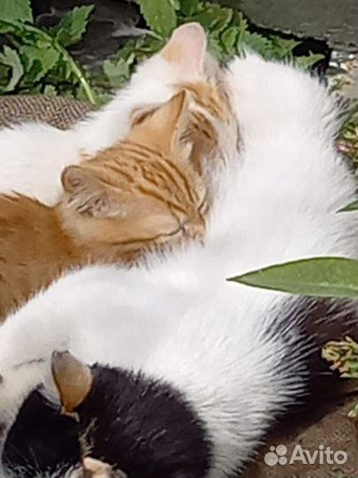 Котята в добрые руки