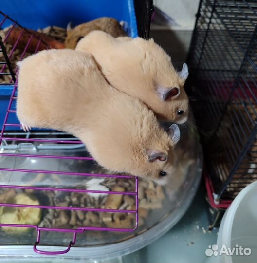 Сирийские хомячки. Самочки