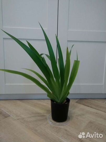 Шагающий ирис, детки