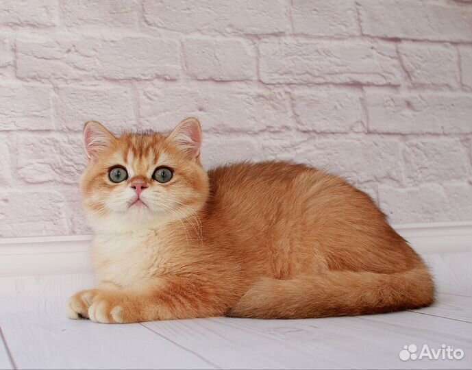 Британская золотая шиншилла