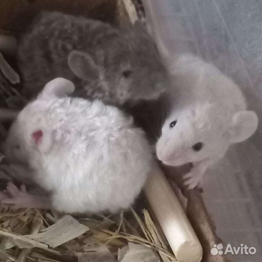 Сатиновые мышки