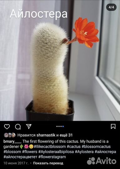 Кактус цветущий (ребуты и ариокарпусы) в зимовнике